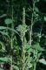 image of Amaranthus retroflexus