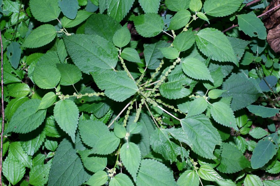 Urticaceae Boehmeria cylindrica