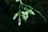 image of Erechtites hieracifolium