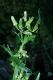 image of Erechtites hieracifolium