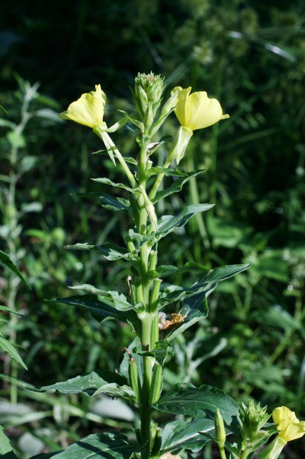 Onagraceae Oenothera biennis