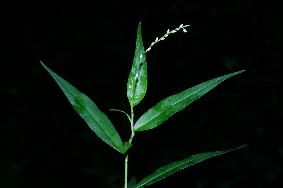 Polygonaceae Persicaria punctata