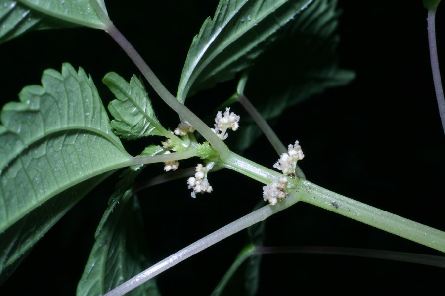 Urticaceae Pilea pumila