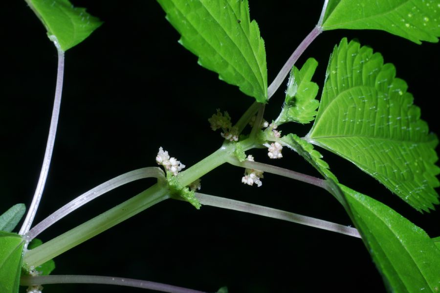 Urticaceae Pilea pumila