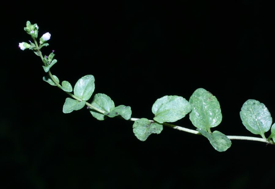 Plantaginaceae Veronica serpyllifolia