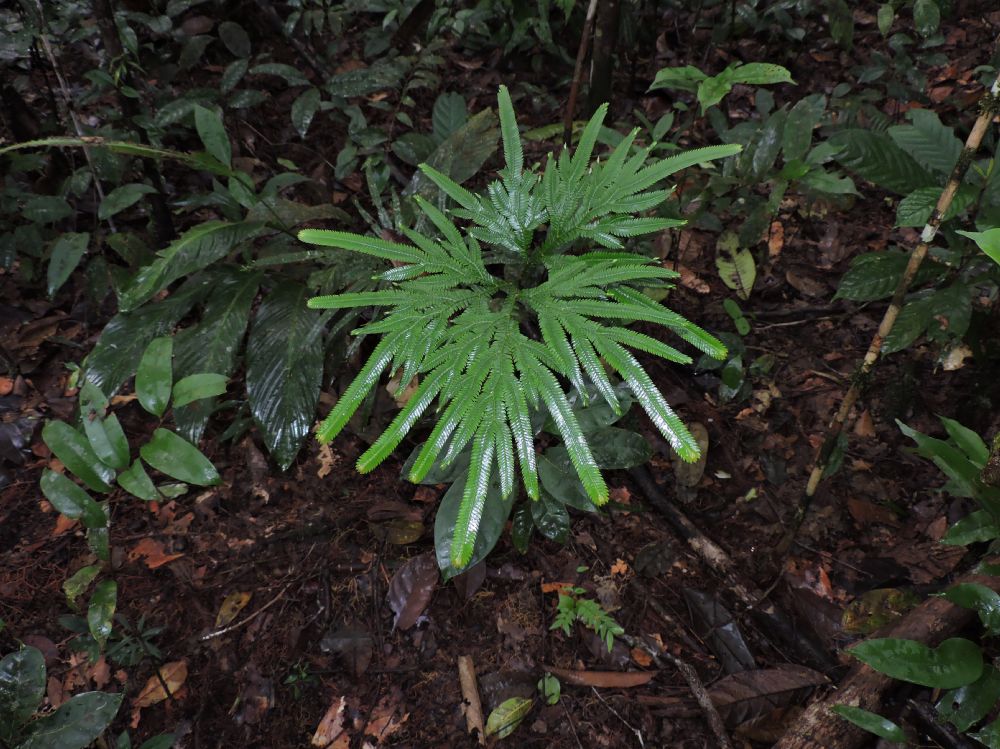 Selaginellaceae Selaginella intermedia