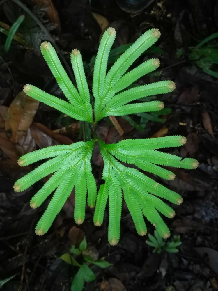 Selaginellaceae Selaginella intermedia