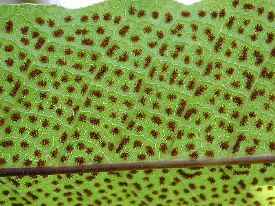 Polypodiaceae Drynaria heraclea