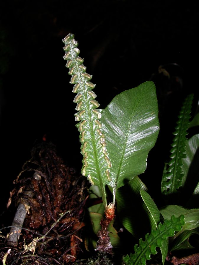 Davalliaceae Davallia ophioglossoides