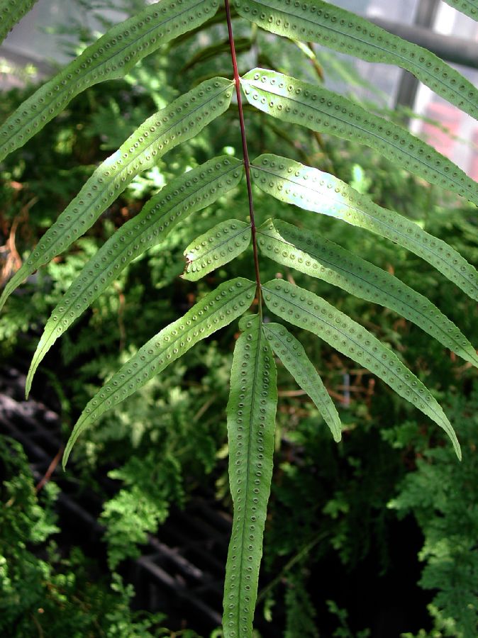 Polypodiaceae Goniophlebium percussum