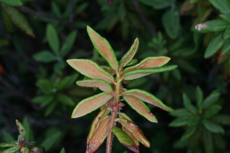 Ericaceae Ledum goenlandicum