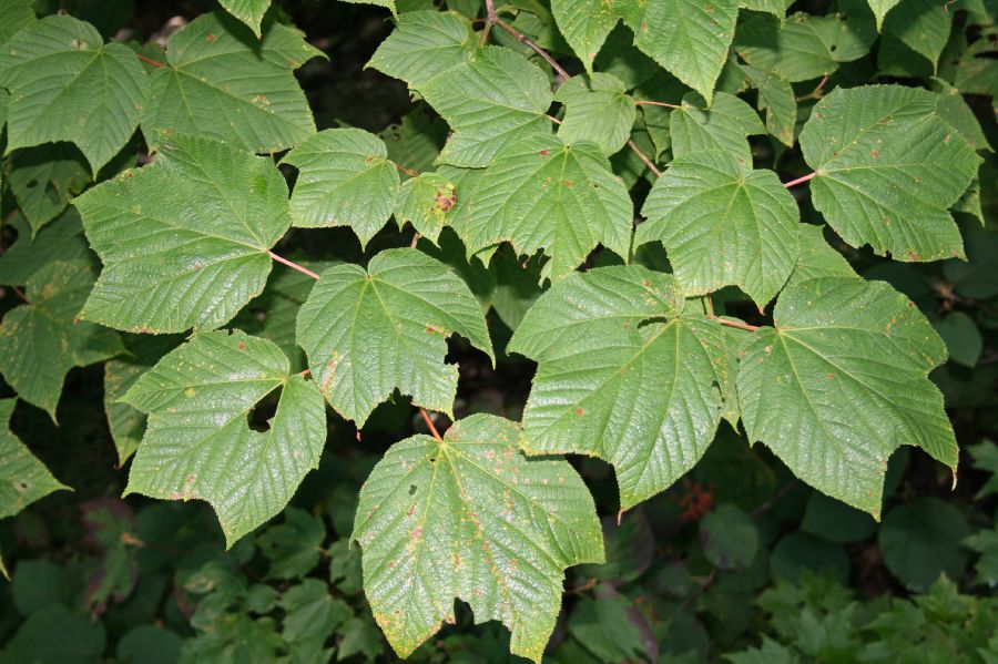 Aceraceae Acer pensylvanicum