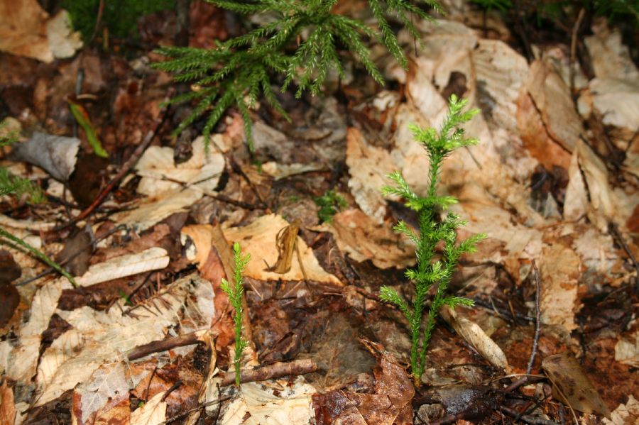 Lycopodiaceae Dendrolycopodium obscurum