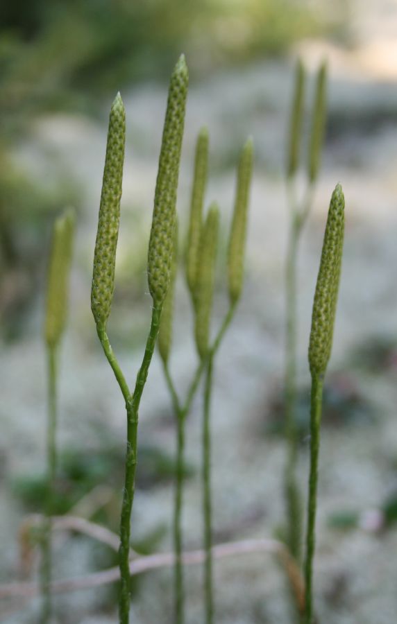 Lycopodiaceae Lycopodium clavatum