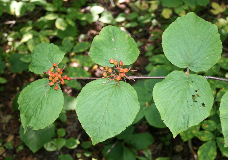 Adoxaceae Viburnum alnifolium