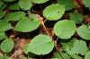 image of Viburnum alnifolium