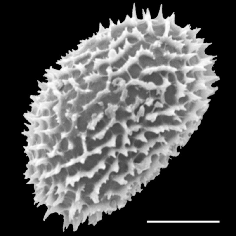 Dryopteridaceae Megalastrum connexum