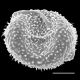 image of Megalastrum glabrior