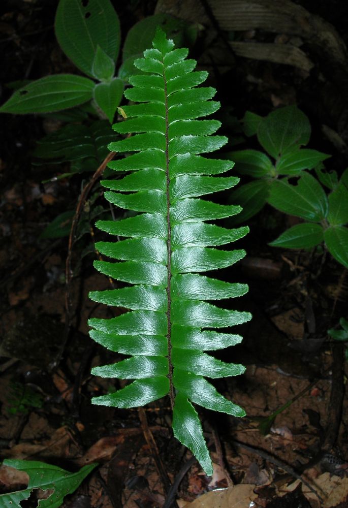 Pteridaceae Adiantum obliquum