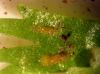 image of Hecistopteris pumila