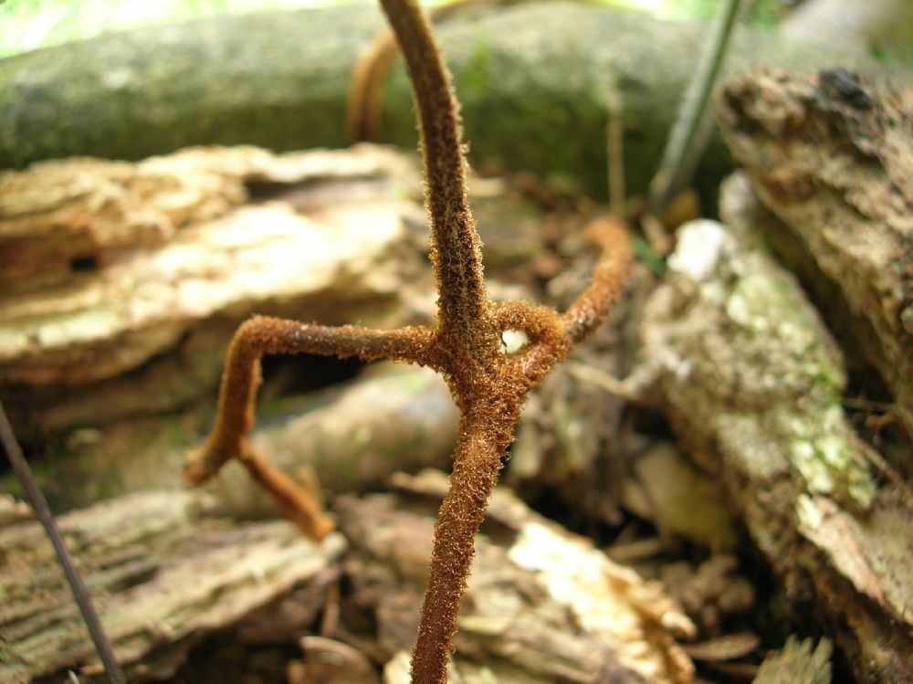 Dennstaedtiaceae Hypolepis hostilis