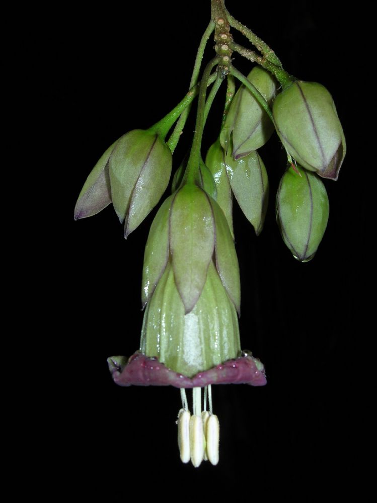Solanaceae Merinthopodium neuranthum