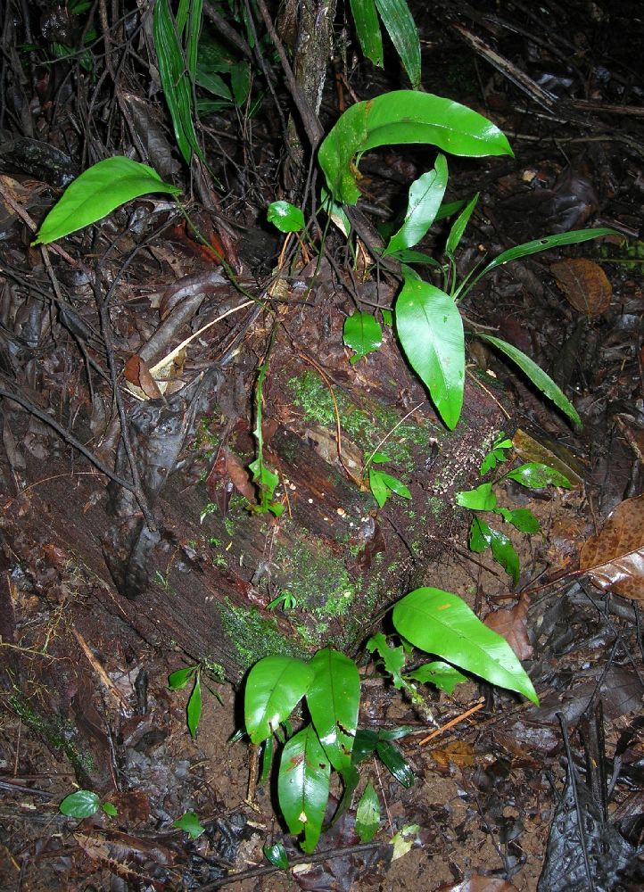 Dryopteridaceae Olfersia cervina