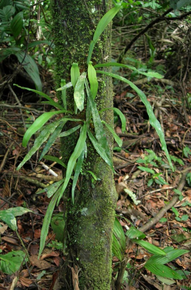 Pteridaceae Polytaenium feei