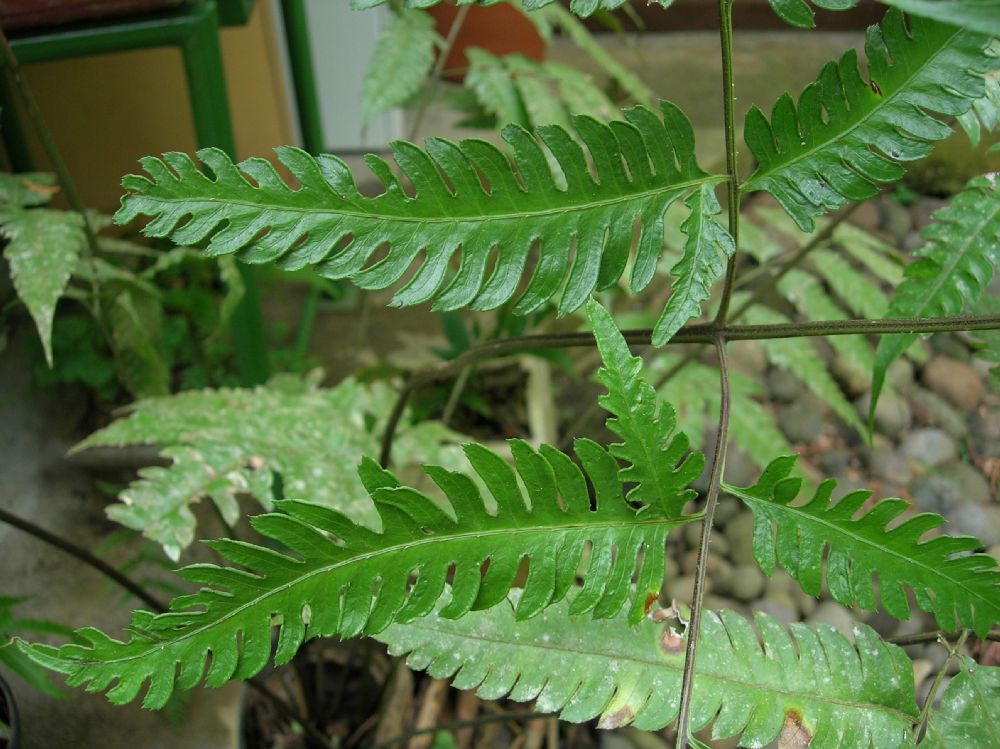 Pteridaceae Pteris propinqua