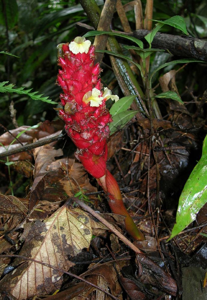 Zingiberaceae Renealmia pluriplicata