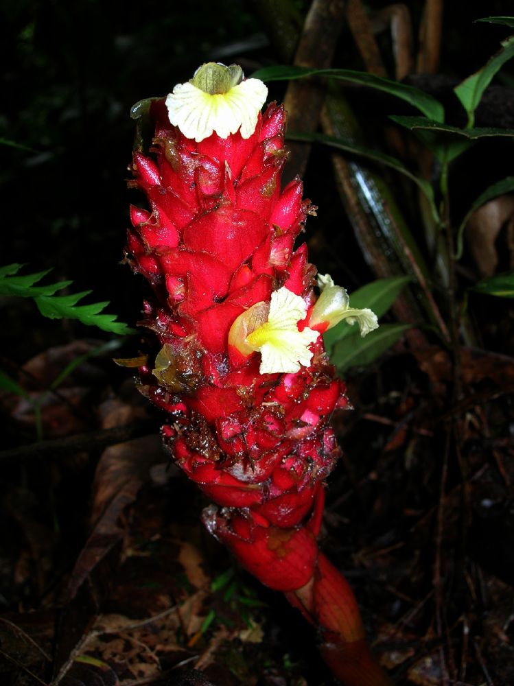 Zingiberaceae Renealmia pluriplicata