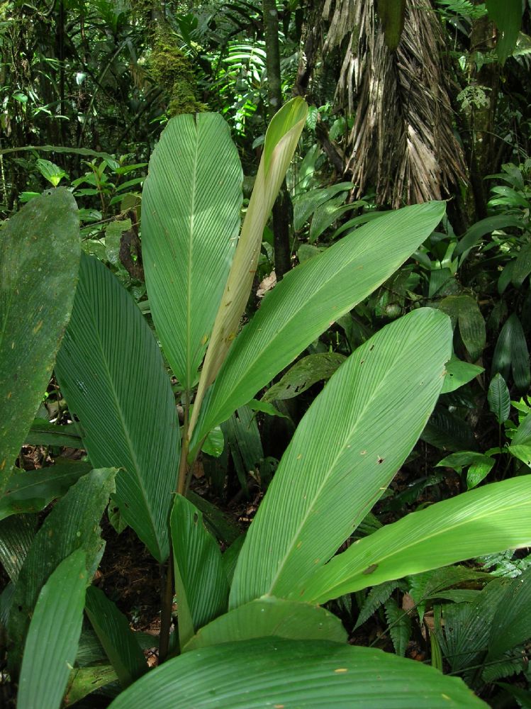 Zingiberaceae Renealmia pluriplicata