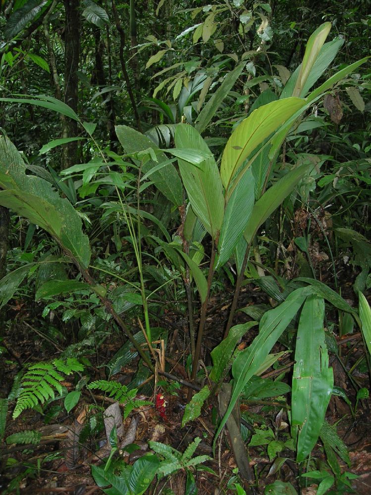 Zingiberaceae Renealmia pluriplicata