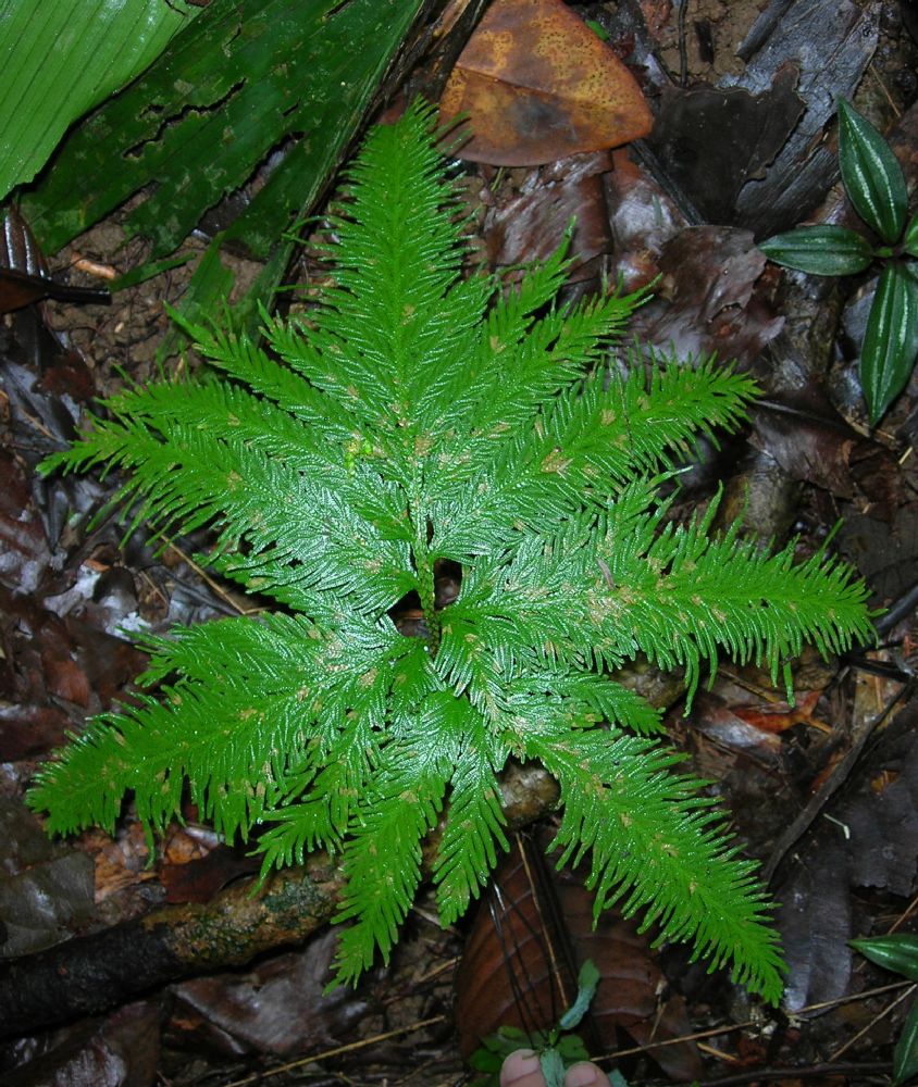 Selaginellaceae Selaginella umbrosa