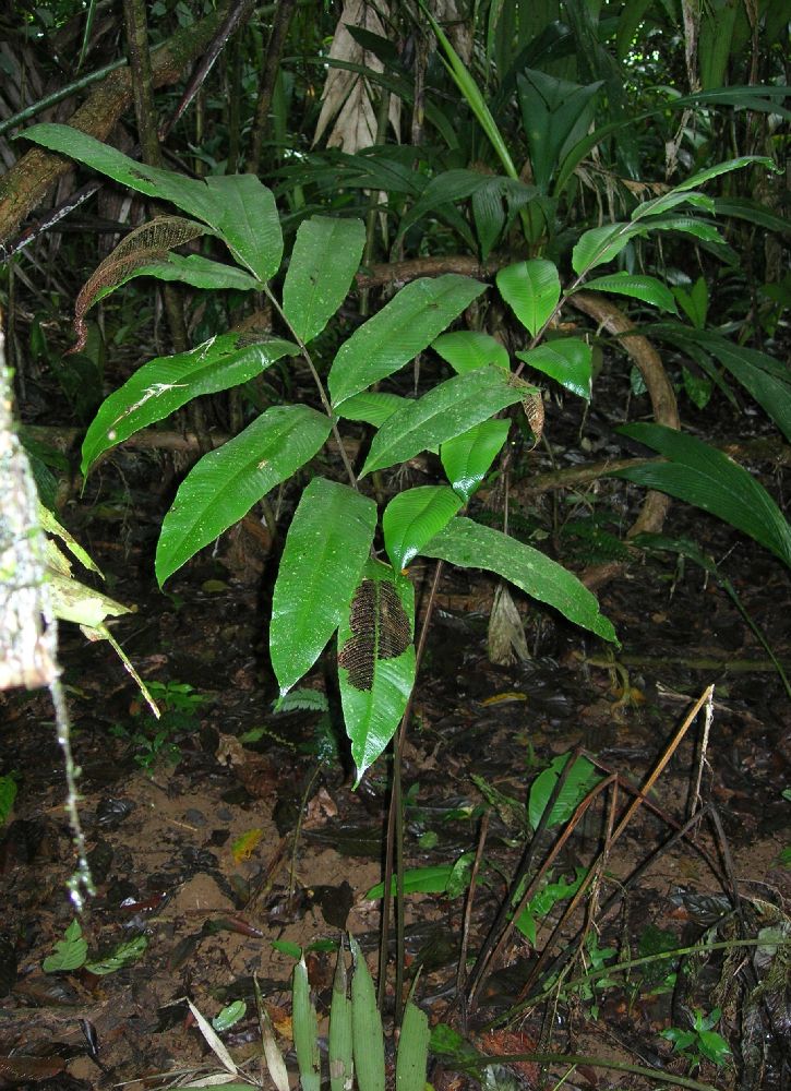 Thelypteridaceae Meniscium ligulatum