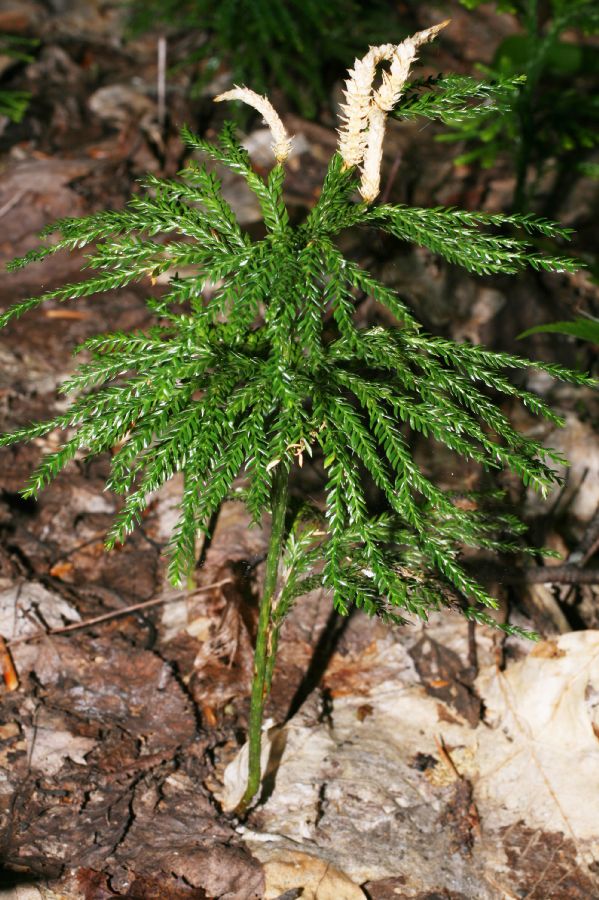 Lycopodiaceae Dendrolycopodium obscurum