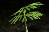 image of Dendrolycopodium obscurum