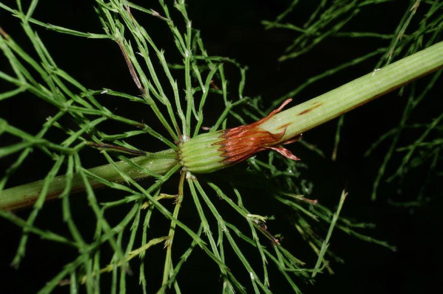 Equisetaceae Equisetum sylvaticum