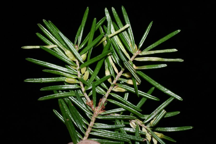 Pinaceae Abies balsamifera