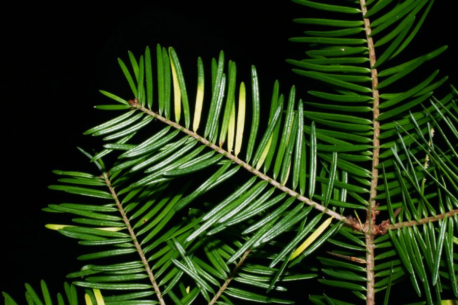 Pinaceae Abies balsamifera