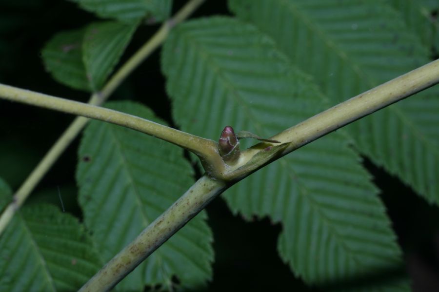 Rosaceae Sorbaria sorbifolia
