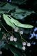 image of Tilia cordifolia