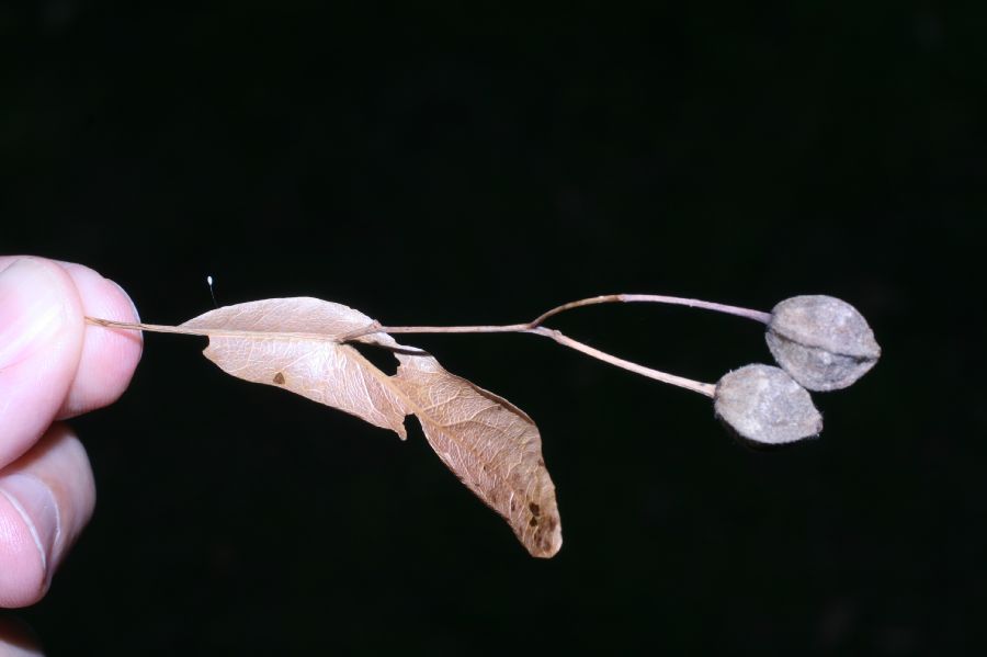 Tiliaceae Tilia cordifolia