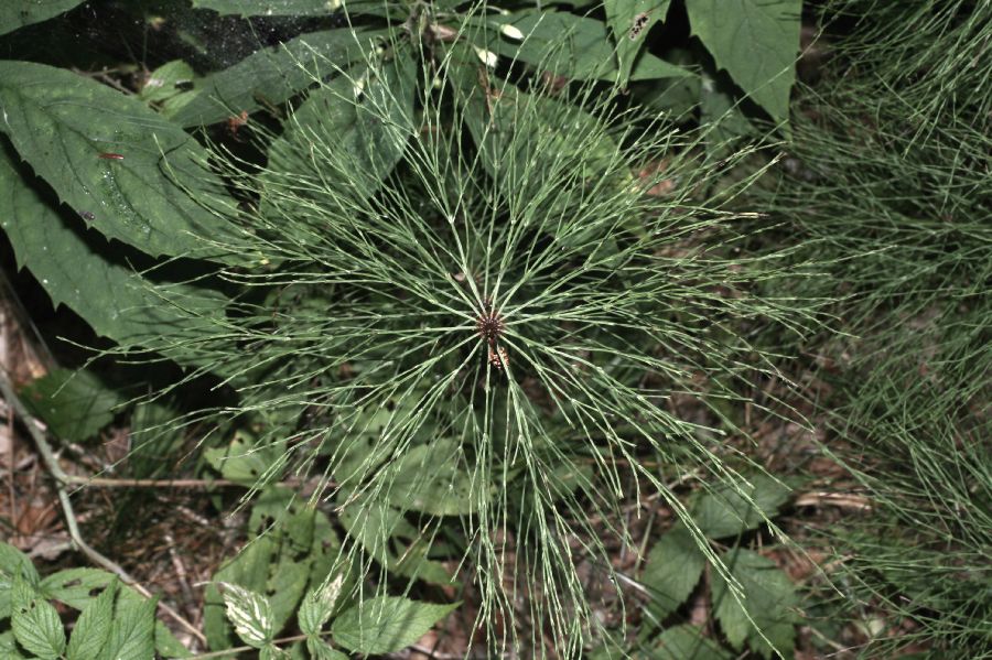 Equisetaceae Equisetum sylvaticum
