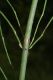 image of Equisetum fluviatile