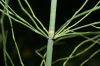 image of Equisetum fluviatile