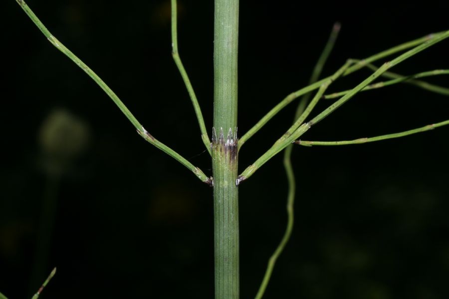 Equisetaceae Equisetum fluviatile