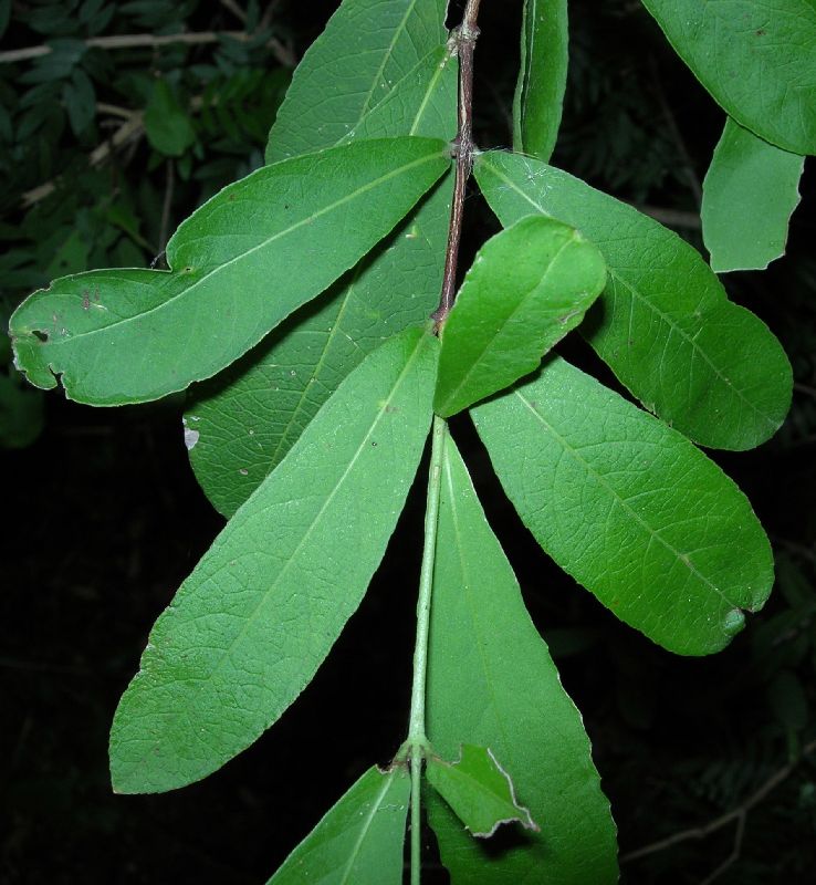 Celastraceae Semialarium mexicanum
