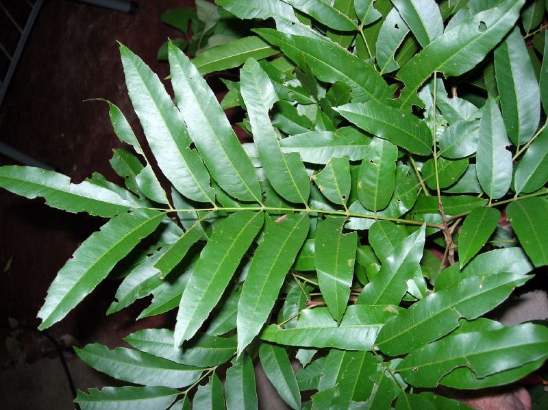 Sapindaceae Thouinia 