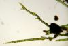 image of Vandenboschia collariatum